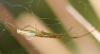 Tetragnatha montana